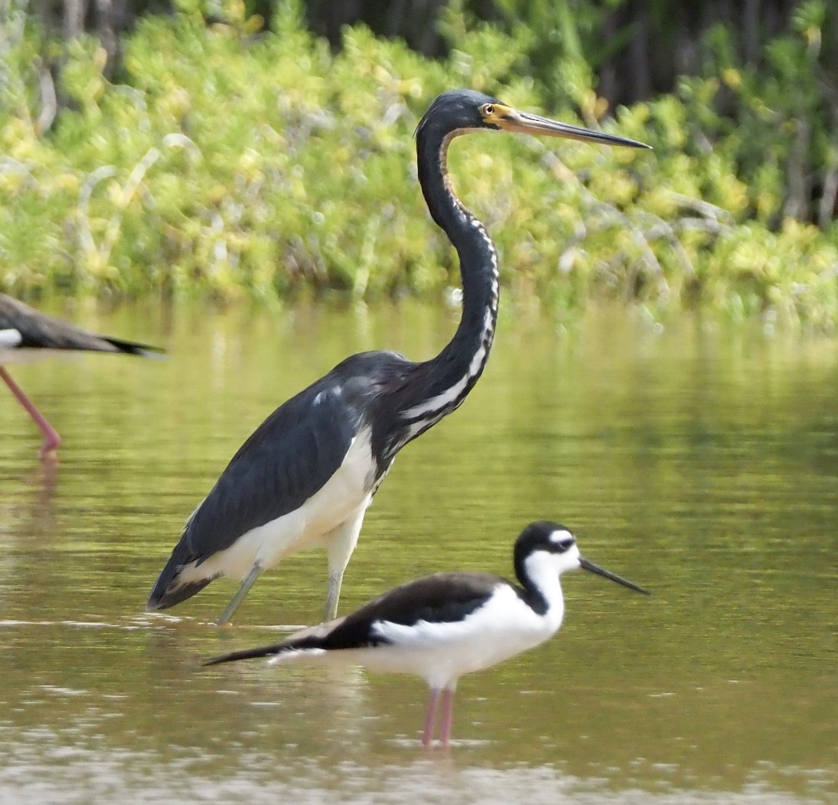 Tricolored Heron - ML187179981