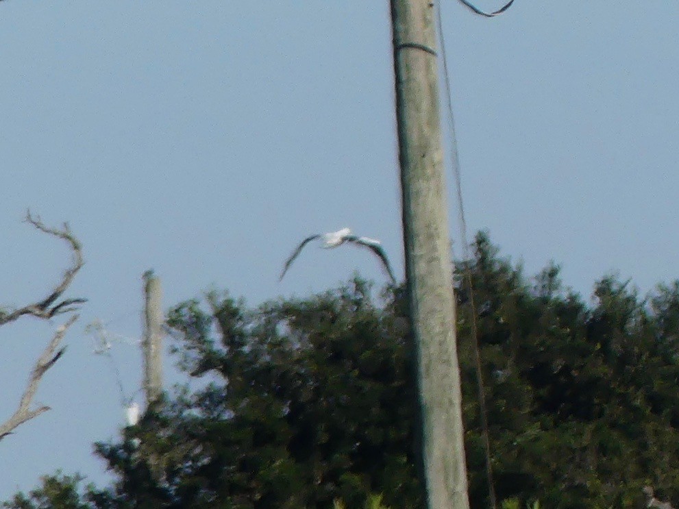 Masked Booby - ML187180871