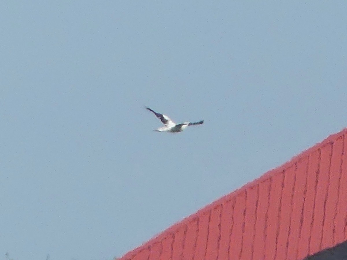 Masked Booby - ML187180881