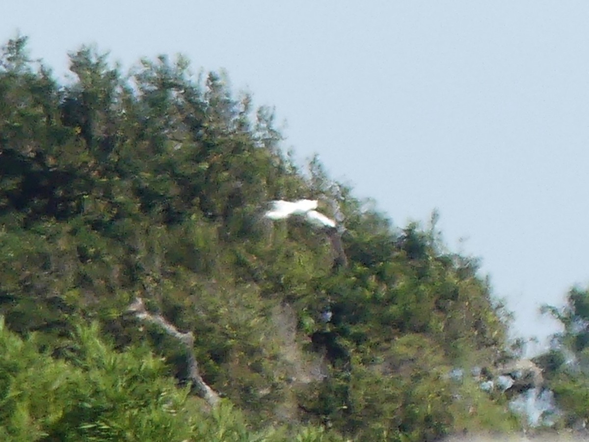 Masked Booby - ML187180901