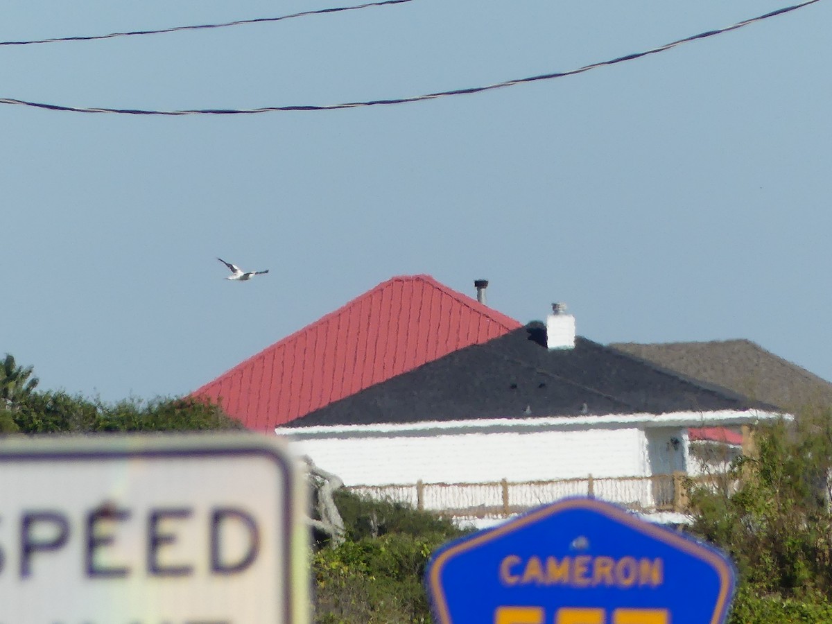 Masked Booby - ML187180951