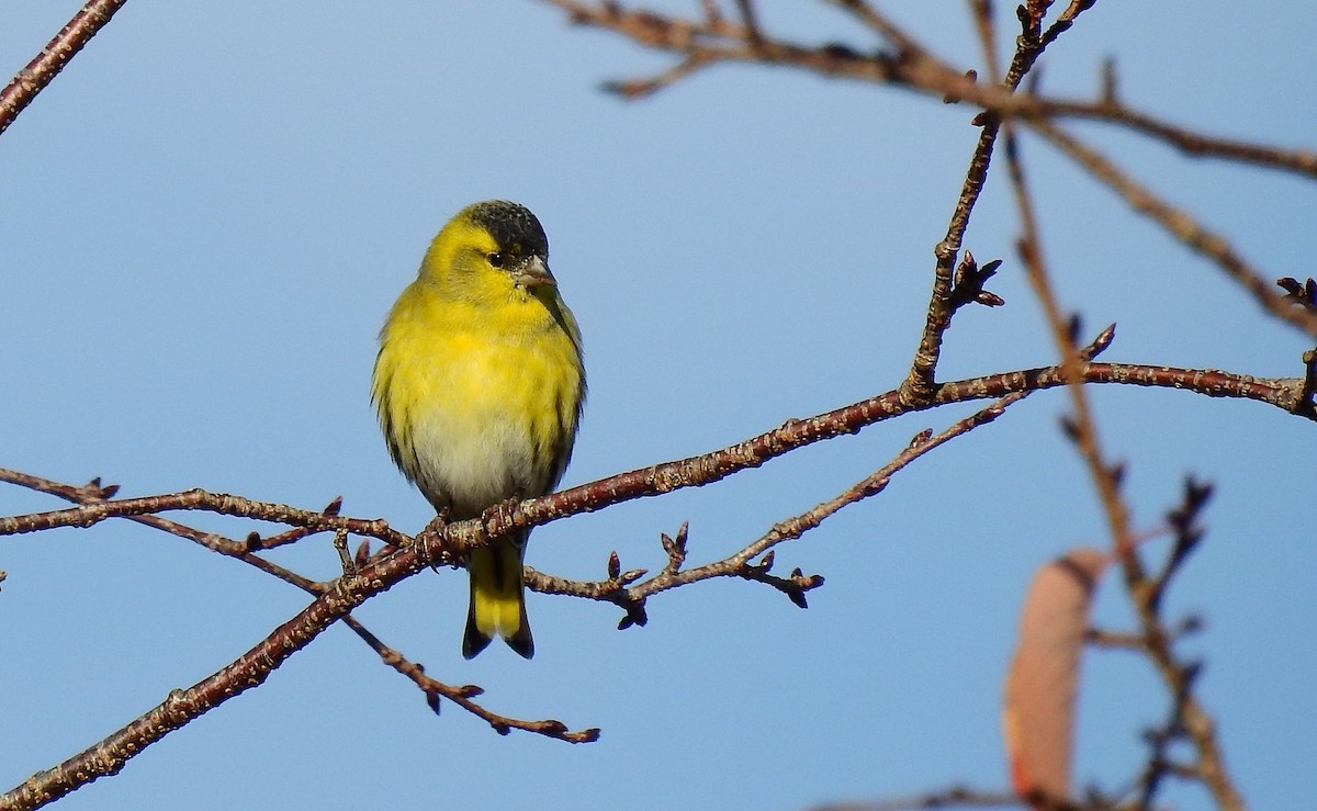 Eurasian Siskin - ML187185841