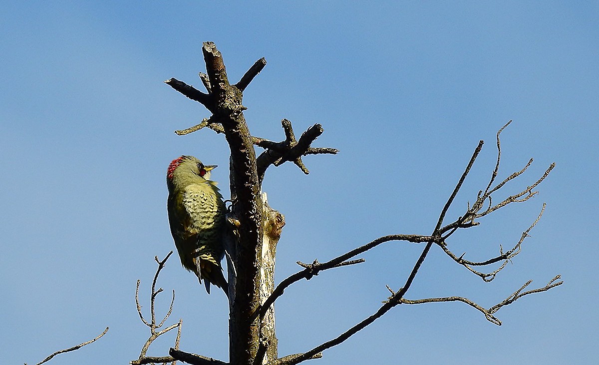 Japanese Woodpecker - ML187185961