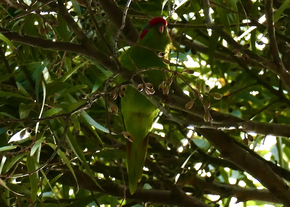 Musk Lorikeet - ML187187051