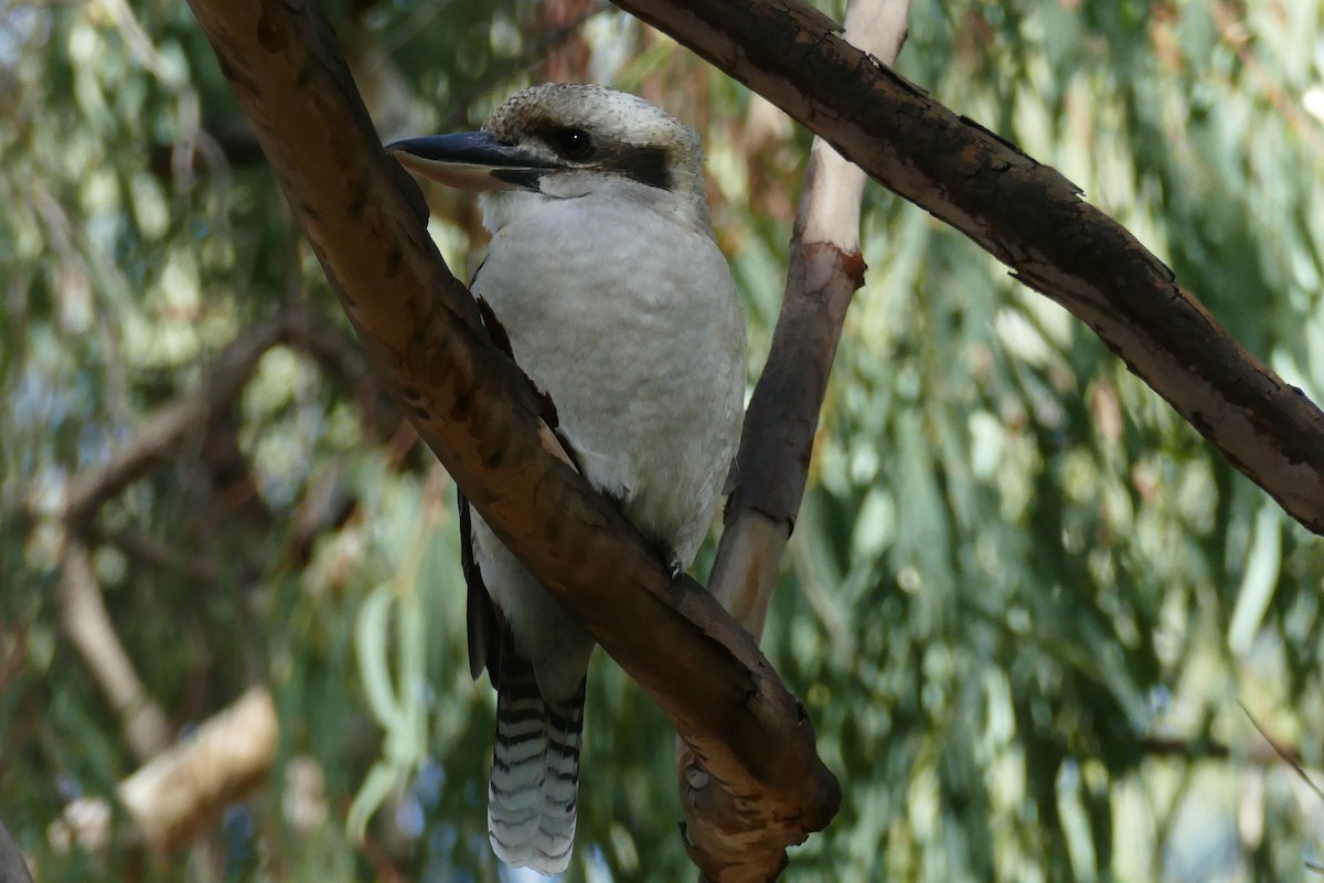 Laughing Kookaburra - John Beckworth