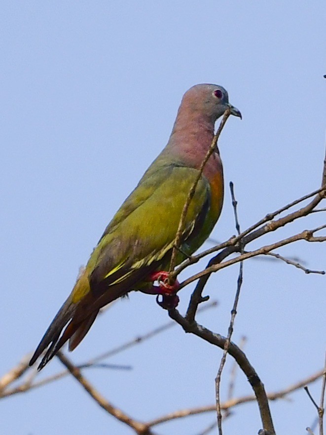 Розовошейный зелёный голубь - ML187188751