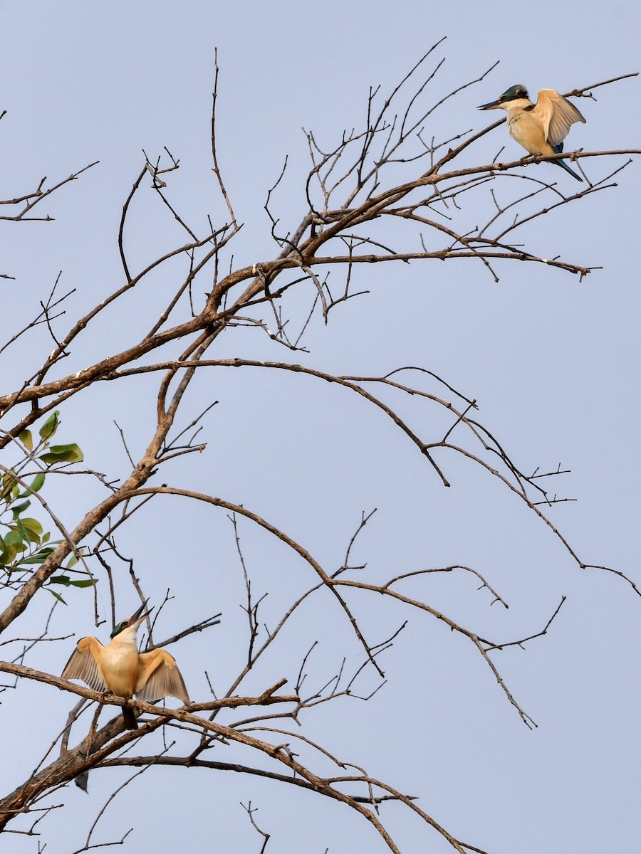 Sacred Kingfisher - ML187188851