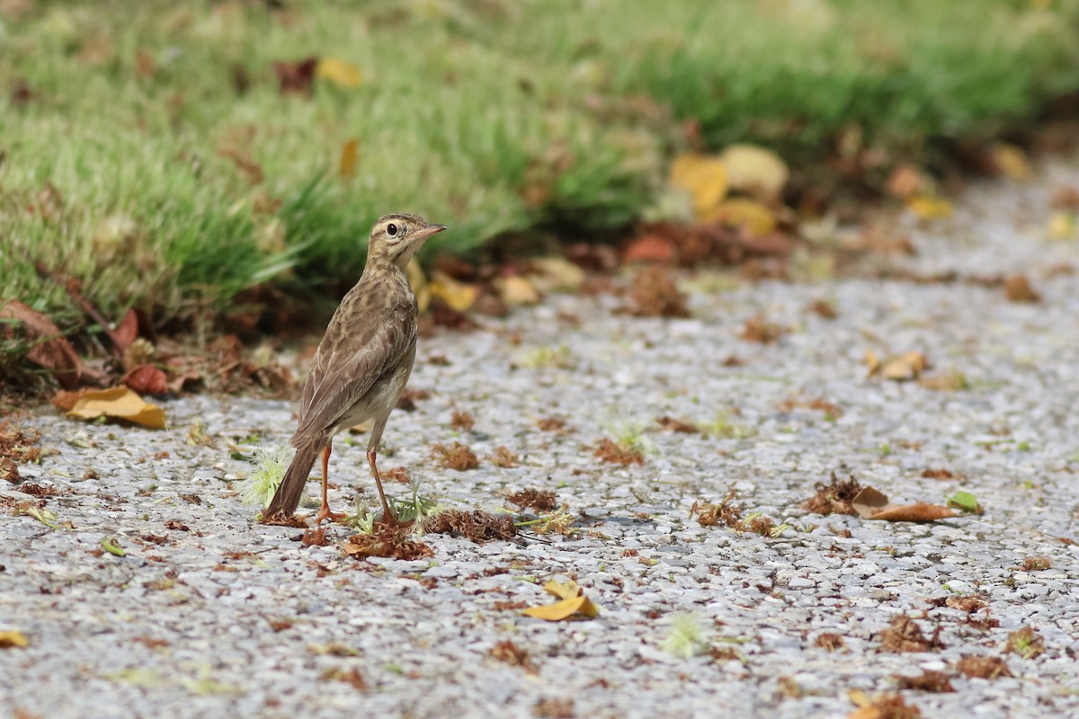 Paddyfield Pipit - ML187188951