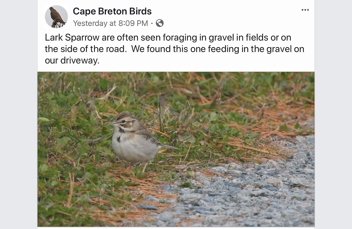 Lark Sparrow - Nova Scotia Bird Records