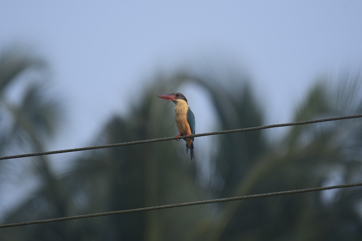 Stork-billed Kingfisher - ML187190451