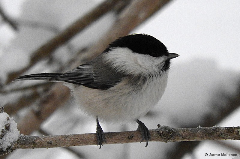 Willow Tit - ML187191121