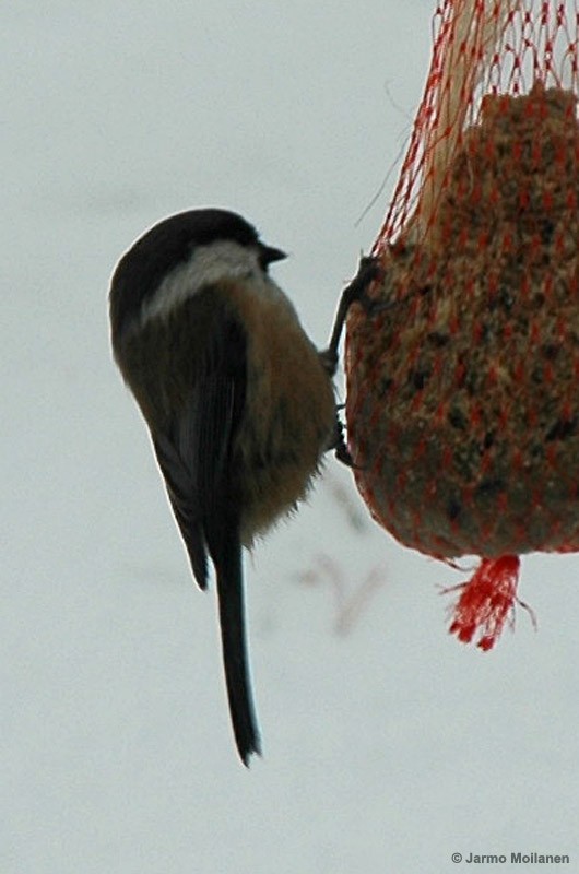 Gray-headed Chickadee - ML187192081