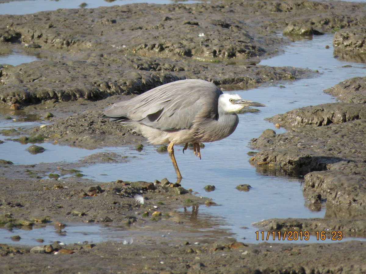 White-faced Heron - Norton Gill