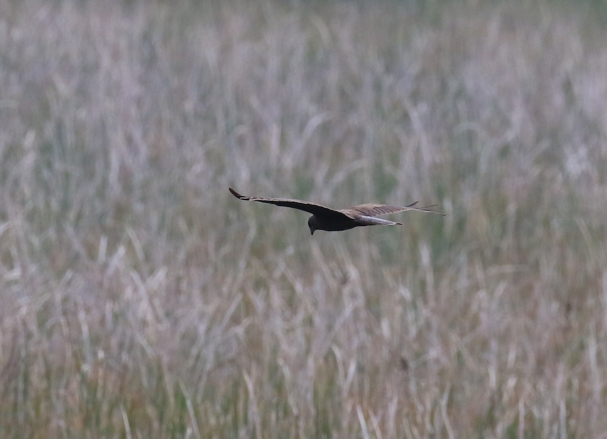 Black Kite - Fikret Ataşalan