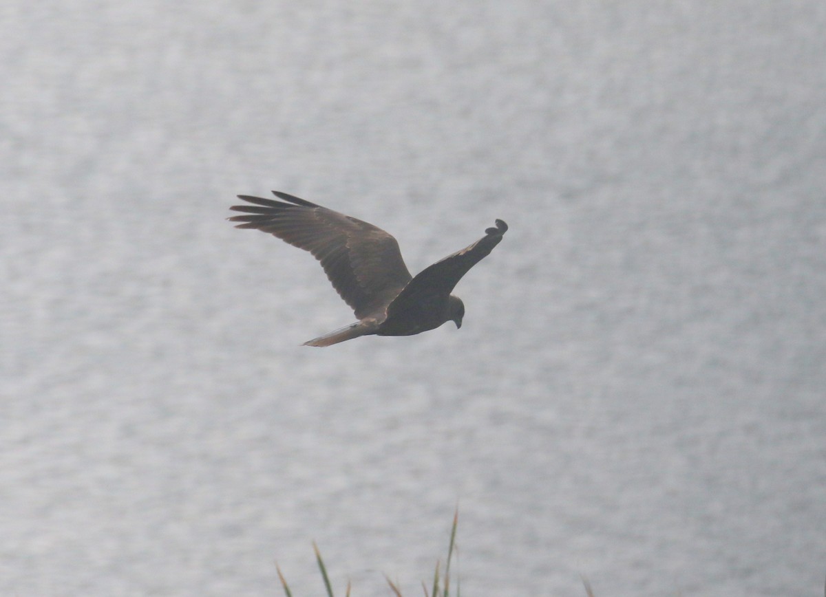 Black Kite - ML187193571