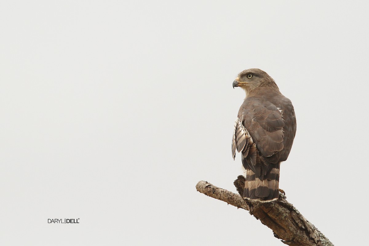 Fasciated Snake-Eagle - Daryl Dell