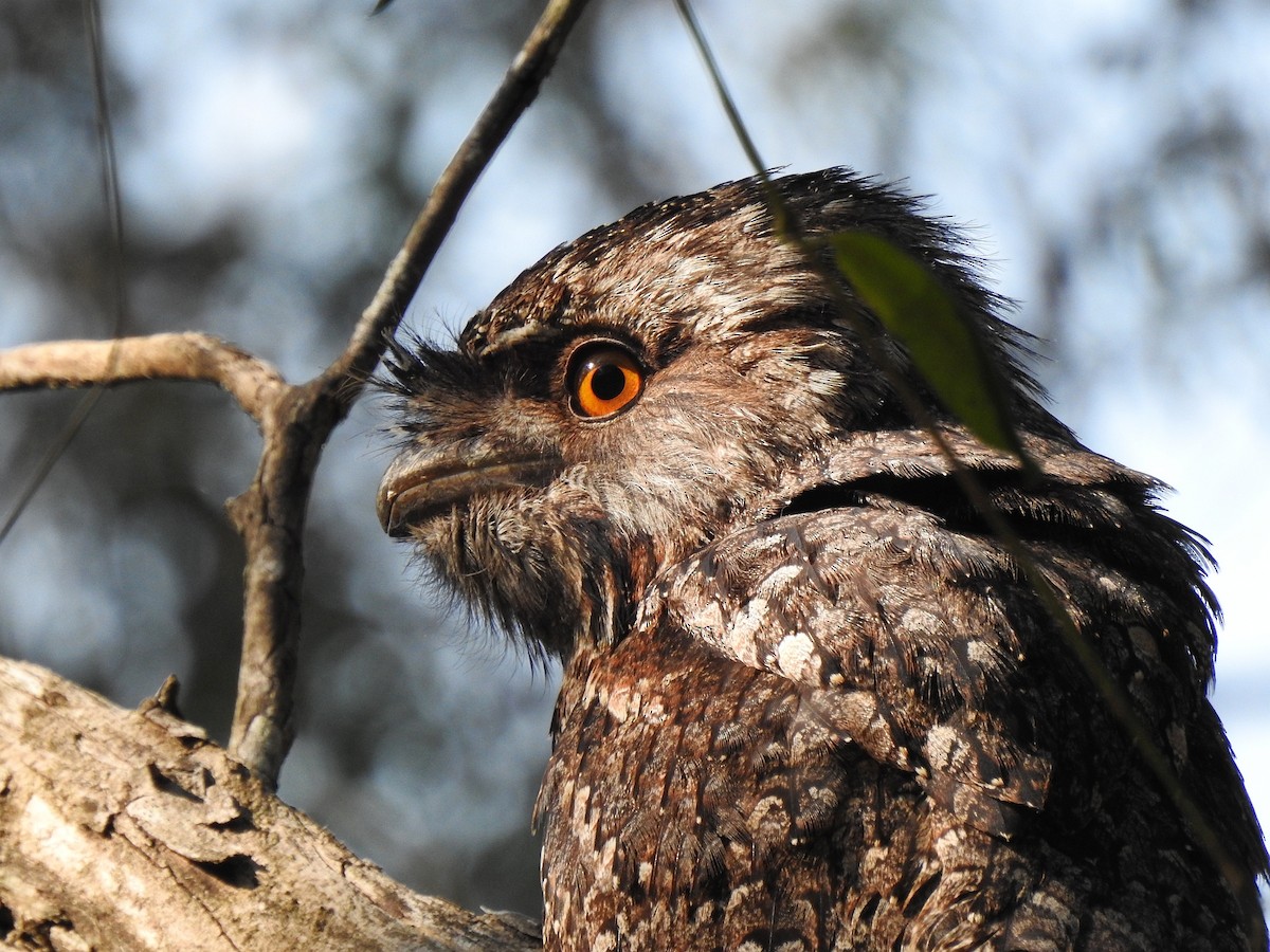 Tawny Frogmouth - ML187195091