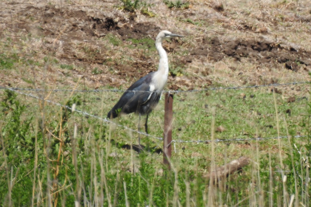 Pacific Heron - ML187195971