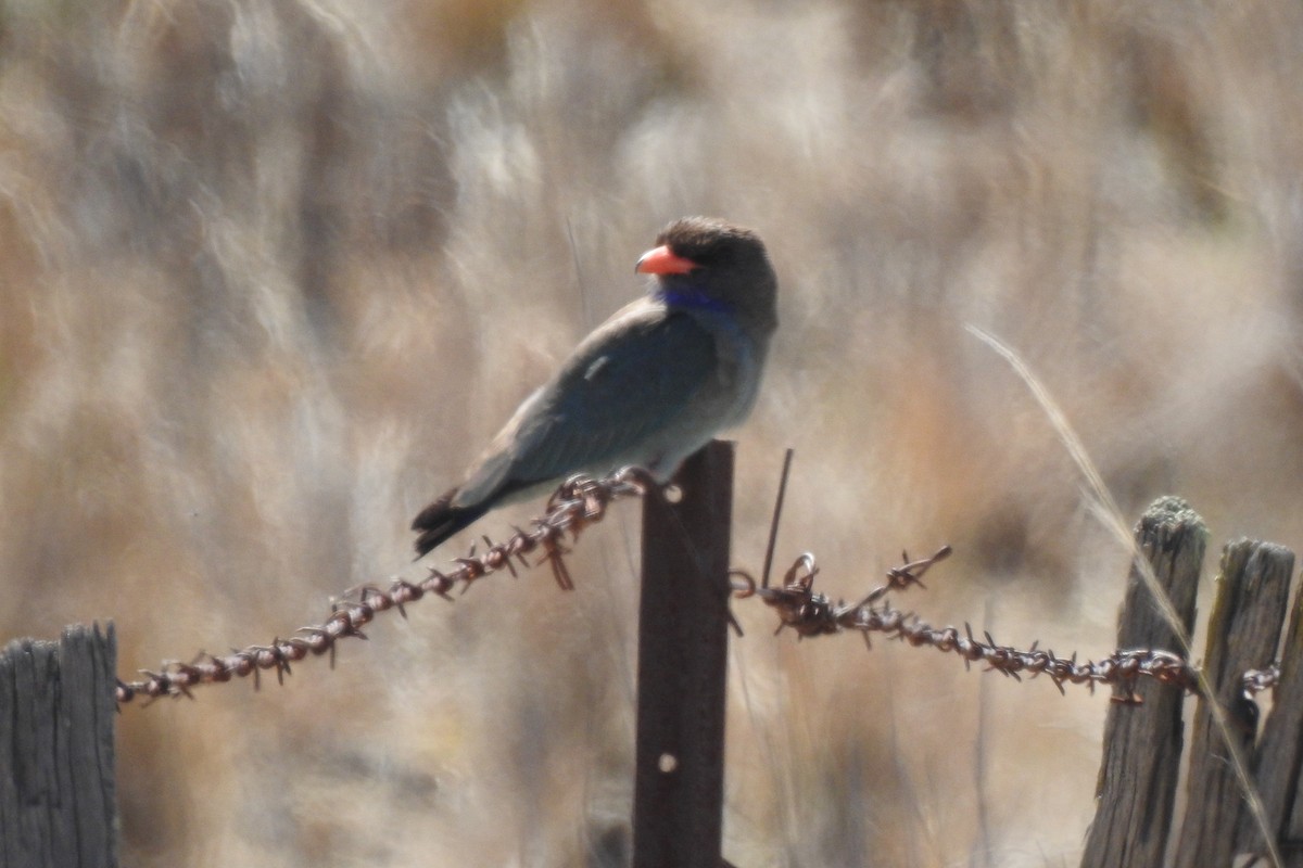 Dollarbird - ML187196051
