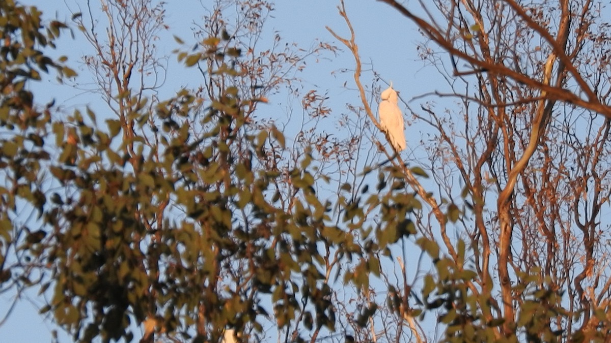 Sulphur-crested Cockatoo - ML187196061