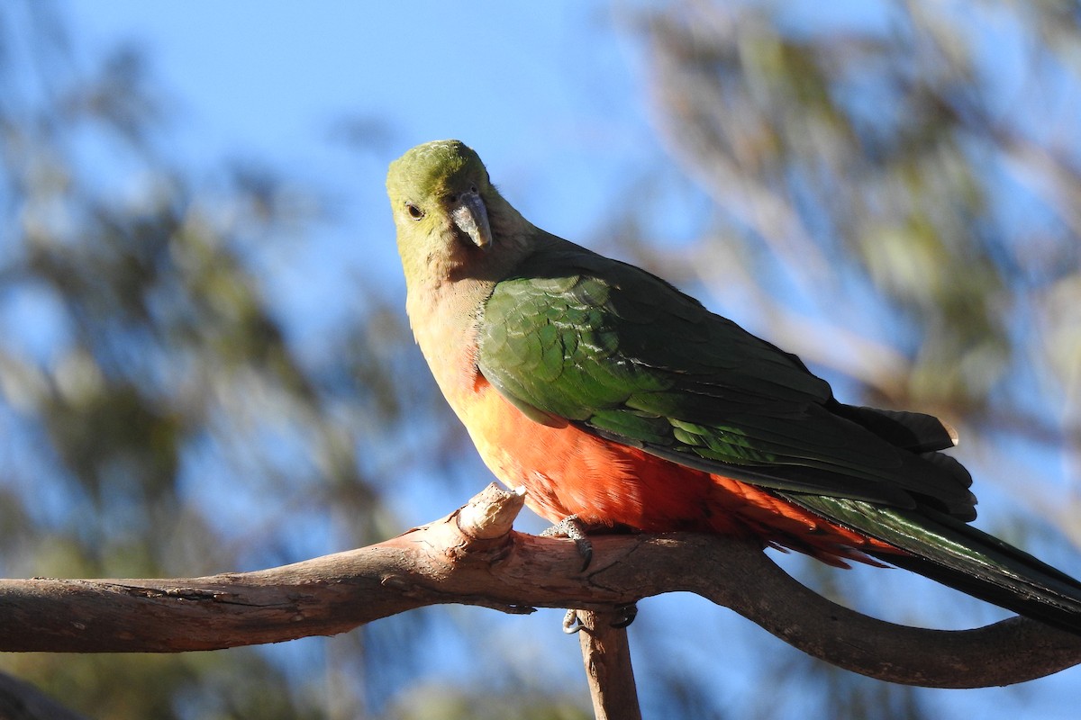 Australian King-Parrot - ML187196171