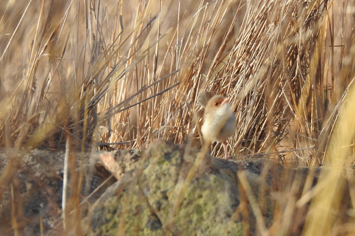 Superb Fairywren - ML187196181