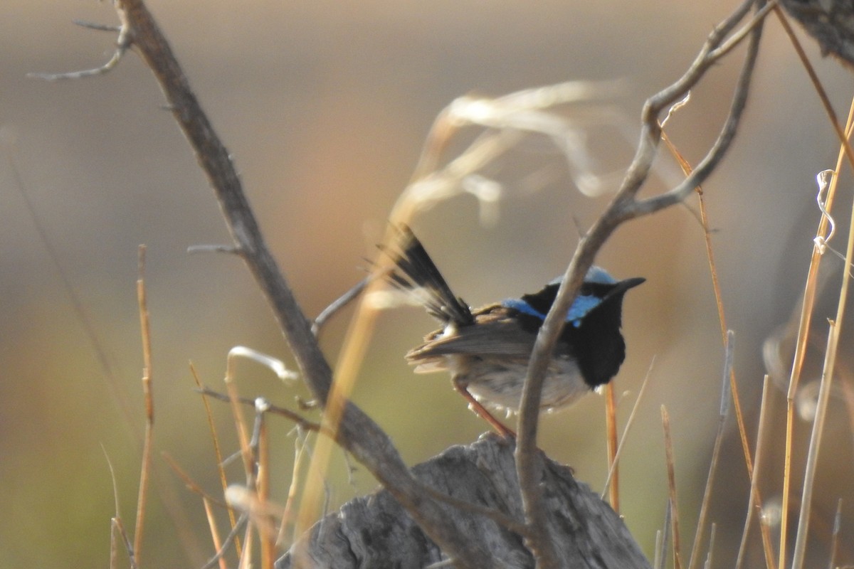 Superb Fairywren - ML187196191
