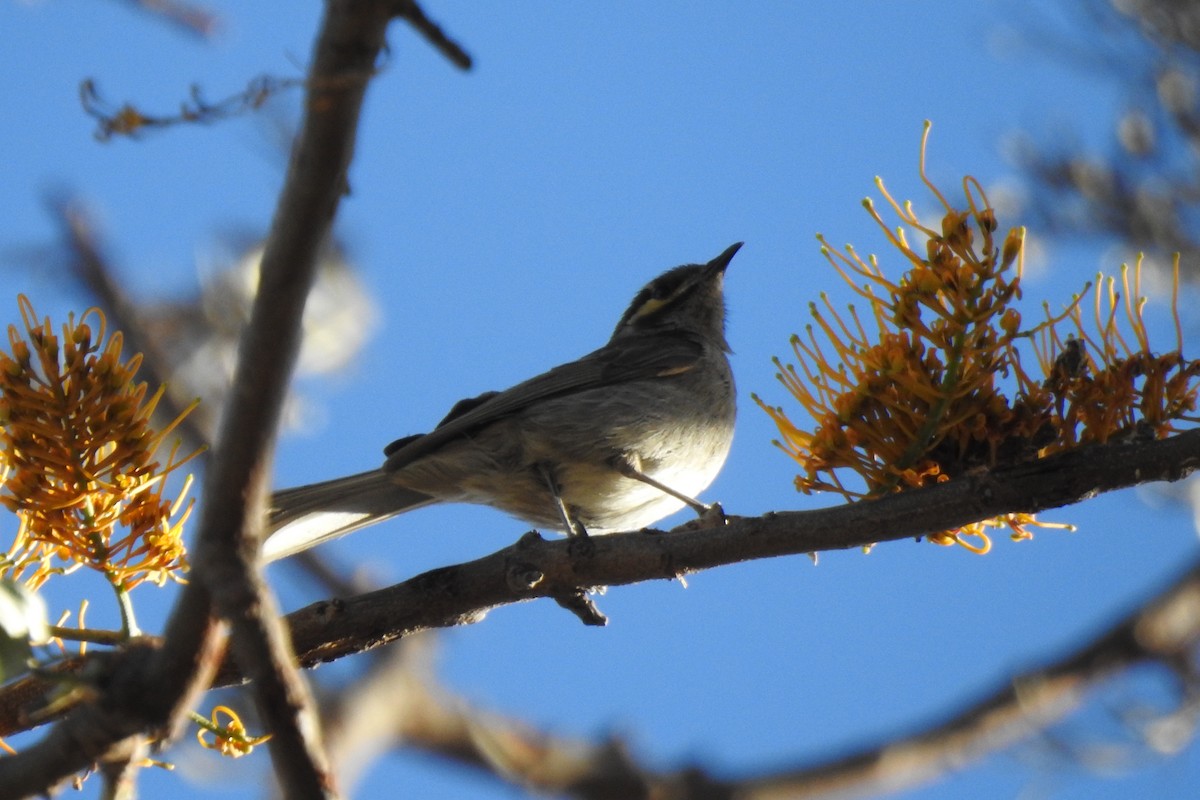 Spiny-cheeked Honeyeater - ML187196211