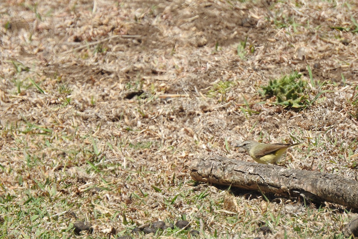 Yellow-rumped Thornbill - ML187196221