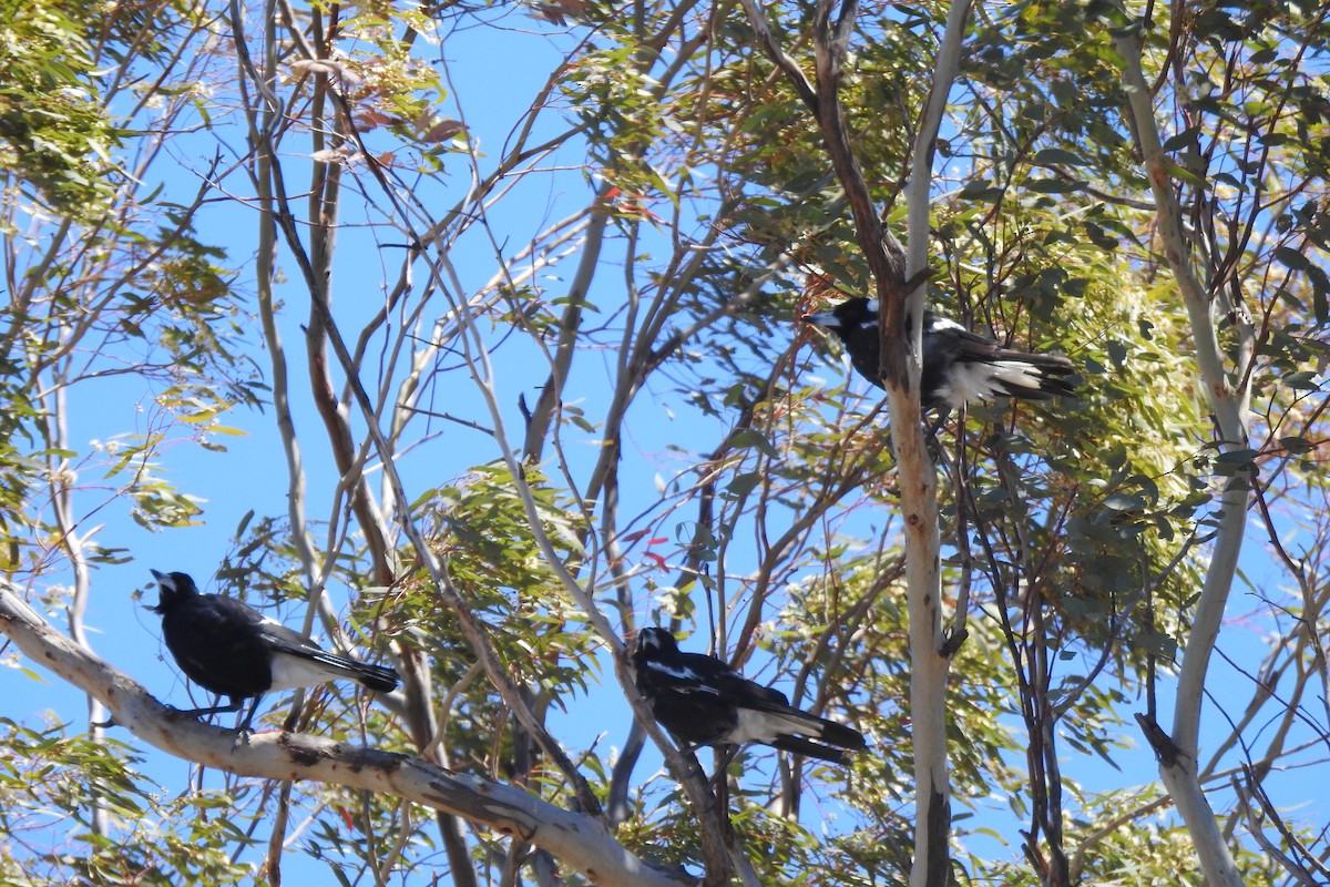Australian Magpie - ML187196231