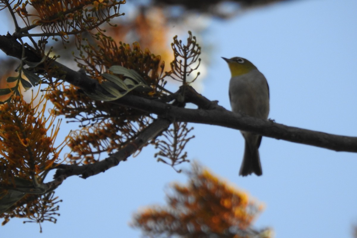 Silvereye - ML187196241