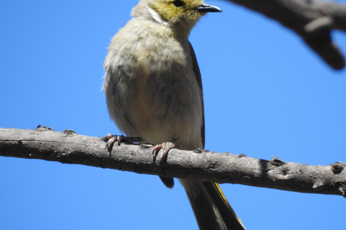 White-plumed Honeyeater - ML187196271