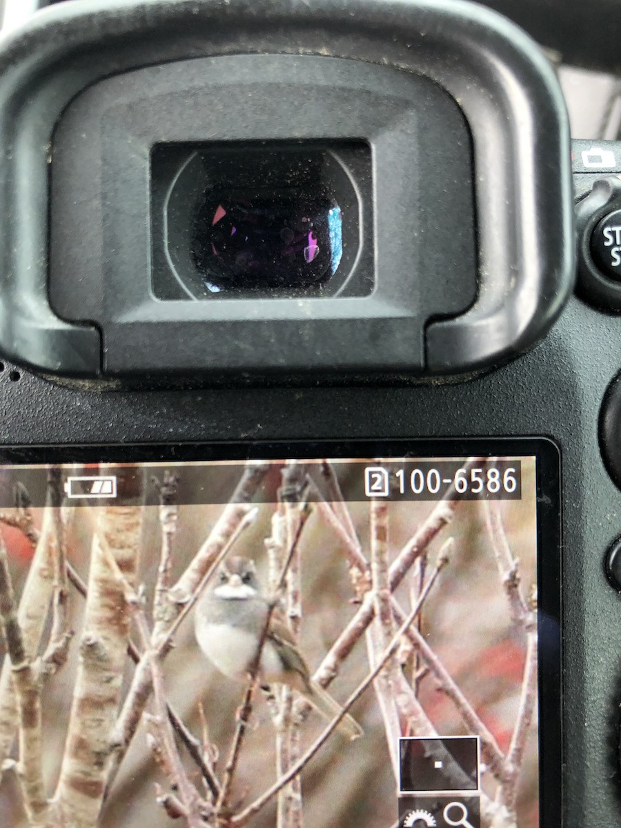 Dark-eyed Junco x White-throated Sparrow (hybrid) - ML187196591