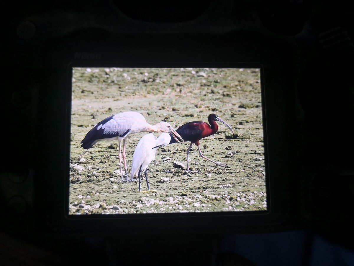 Glossy Ibis - ML187197031