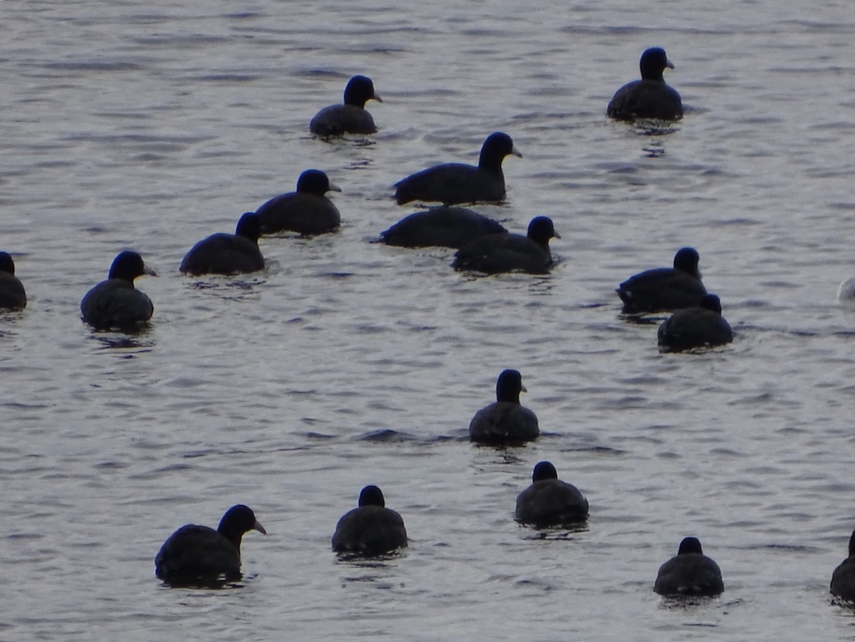 American Coot - ML187197831