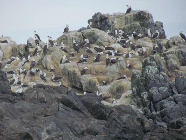 Peruvian Booby - ML187198791