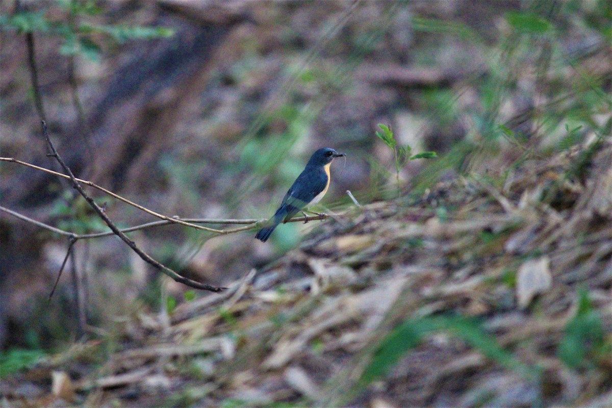 Tickell's Blue Flycatcher - ML187201021