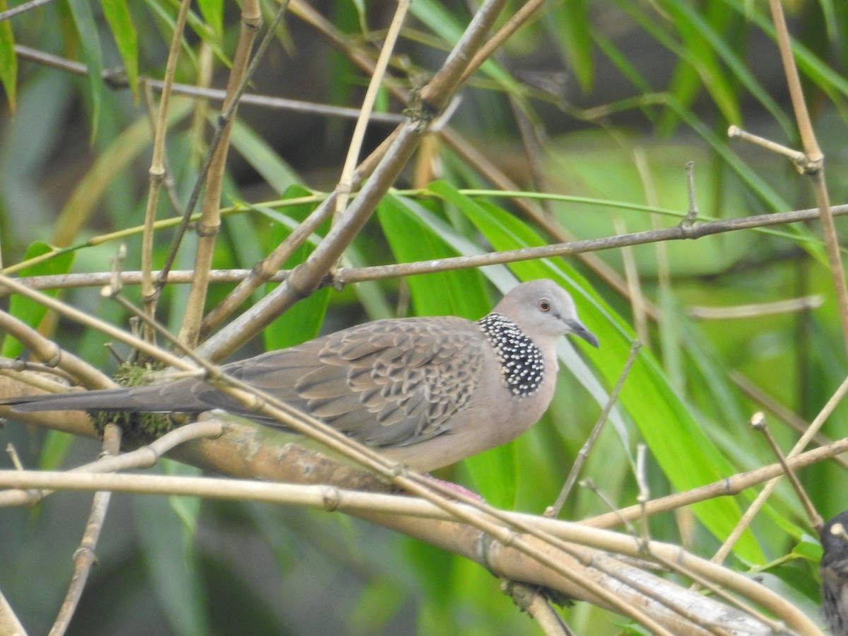 Spotted Dove - ML187204321