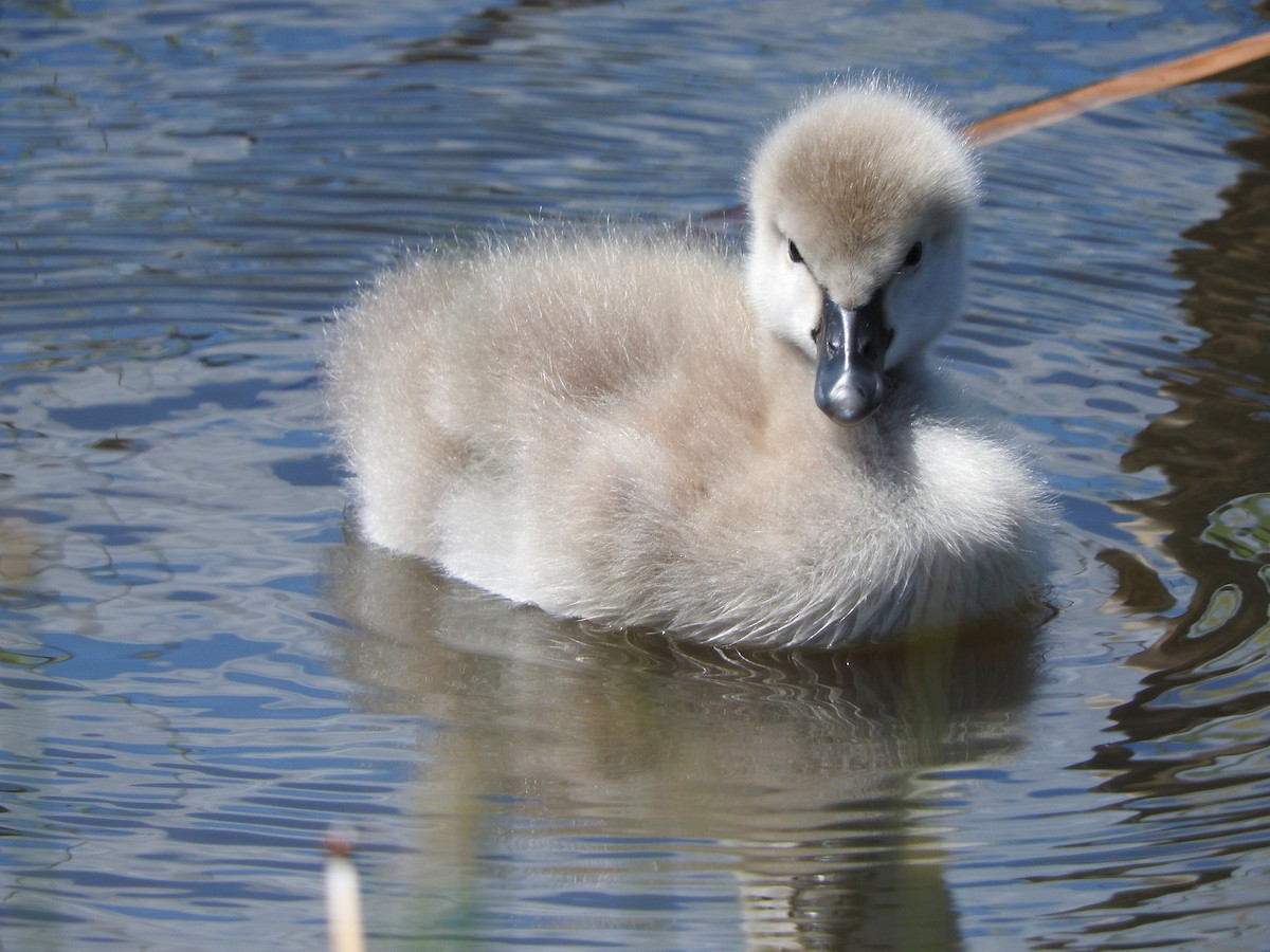 Black Swan - ML187205541