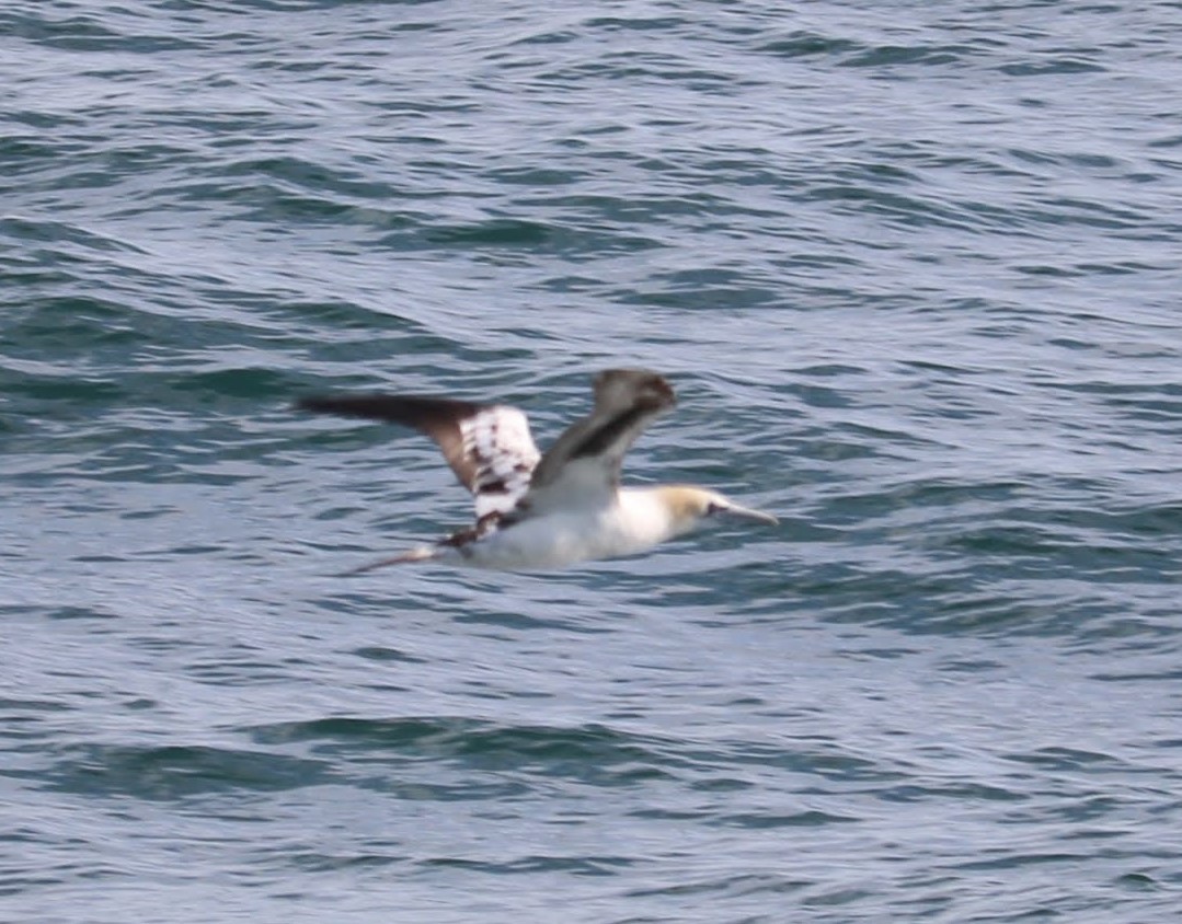 Northern Gannet - ML187205911