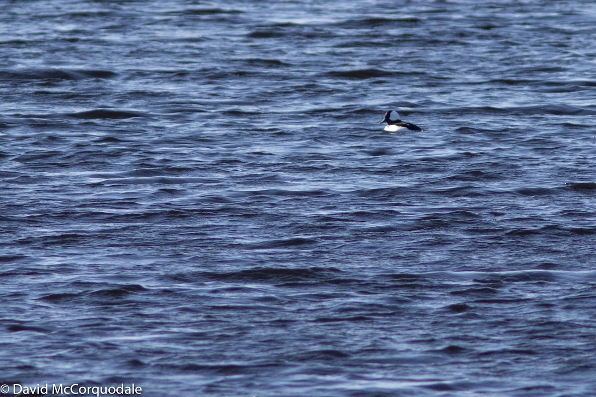 Bufflehead - ML187206371