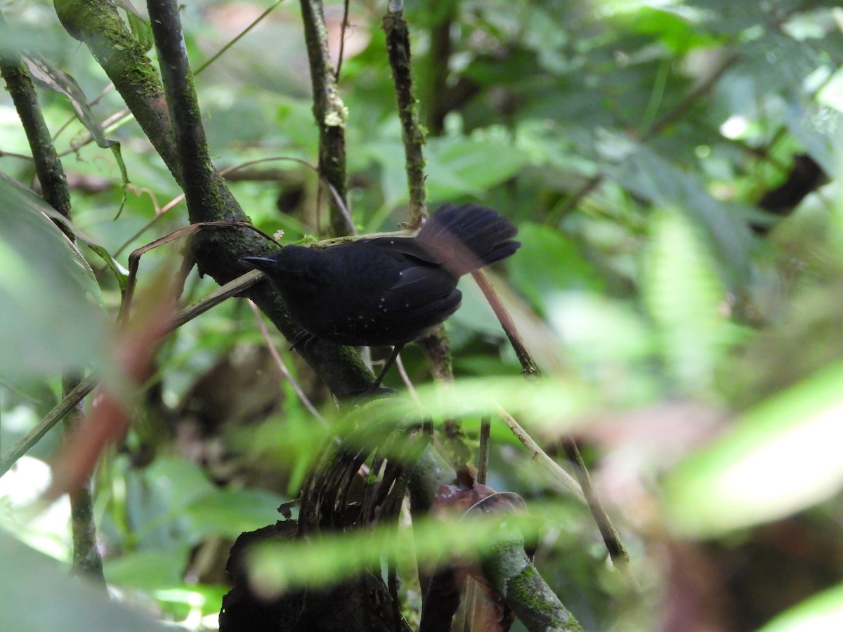 Spot-winged Antbird - ML187206471