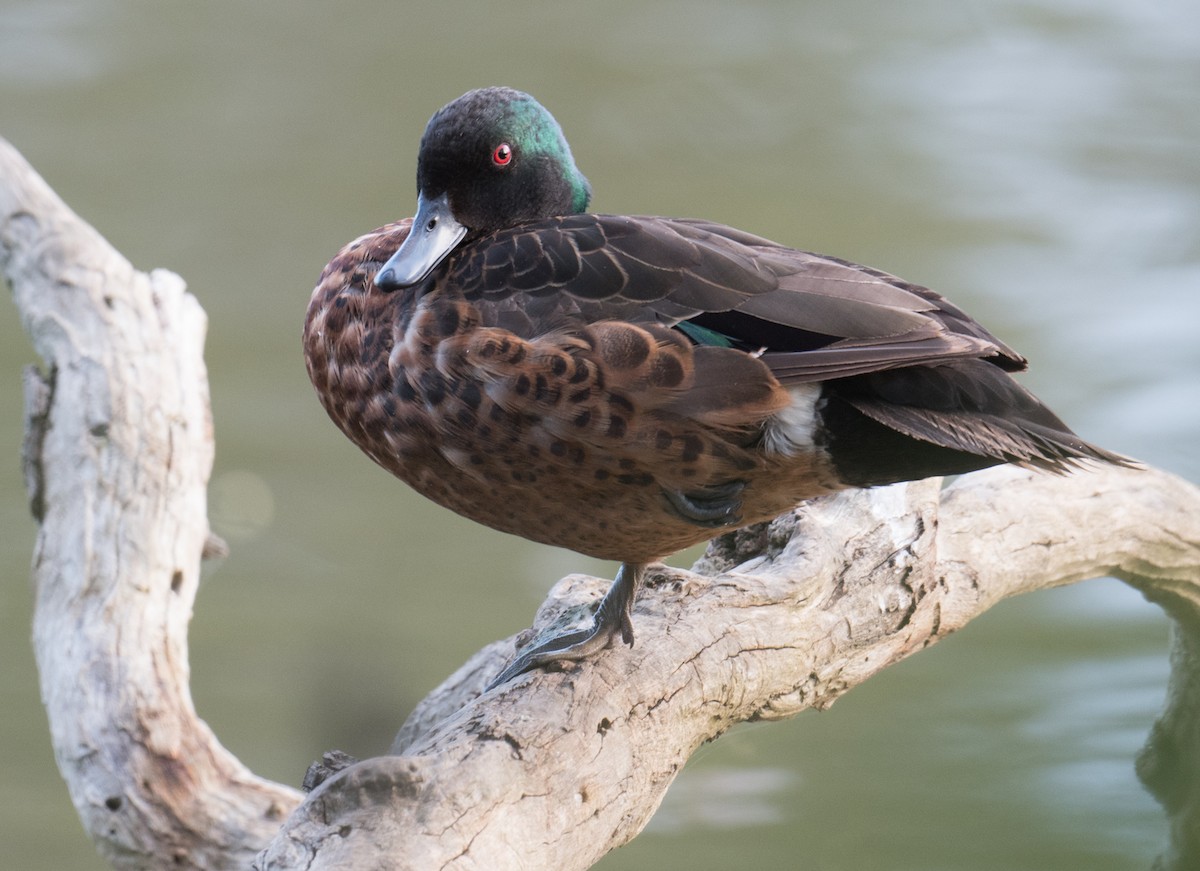 Chestnut Teal - ML187206631