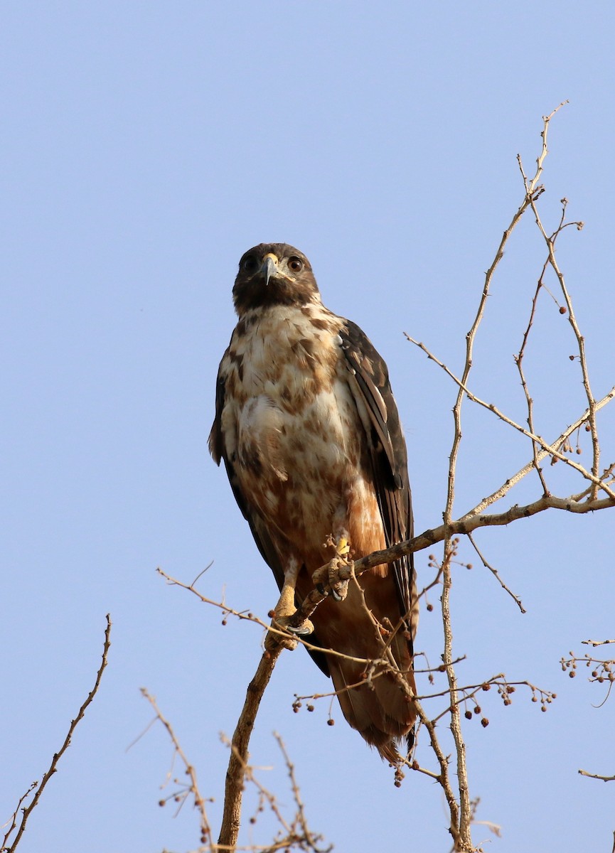 Augur Buzzard (Augur) - ML187207571