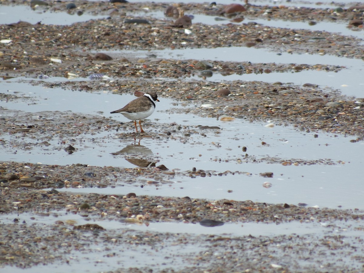 Semipalmated Plover - ML187207861