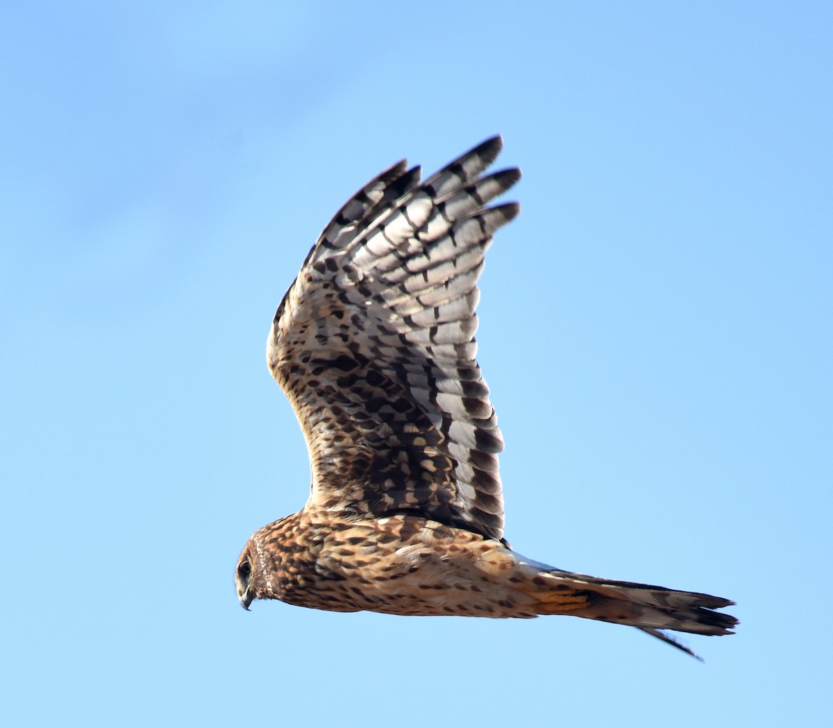 Northern Harrier - ML187210021