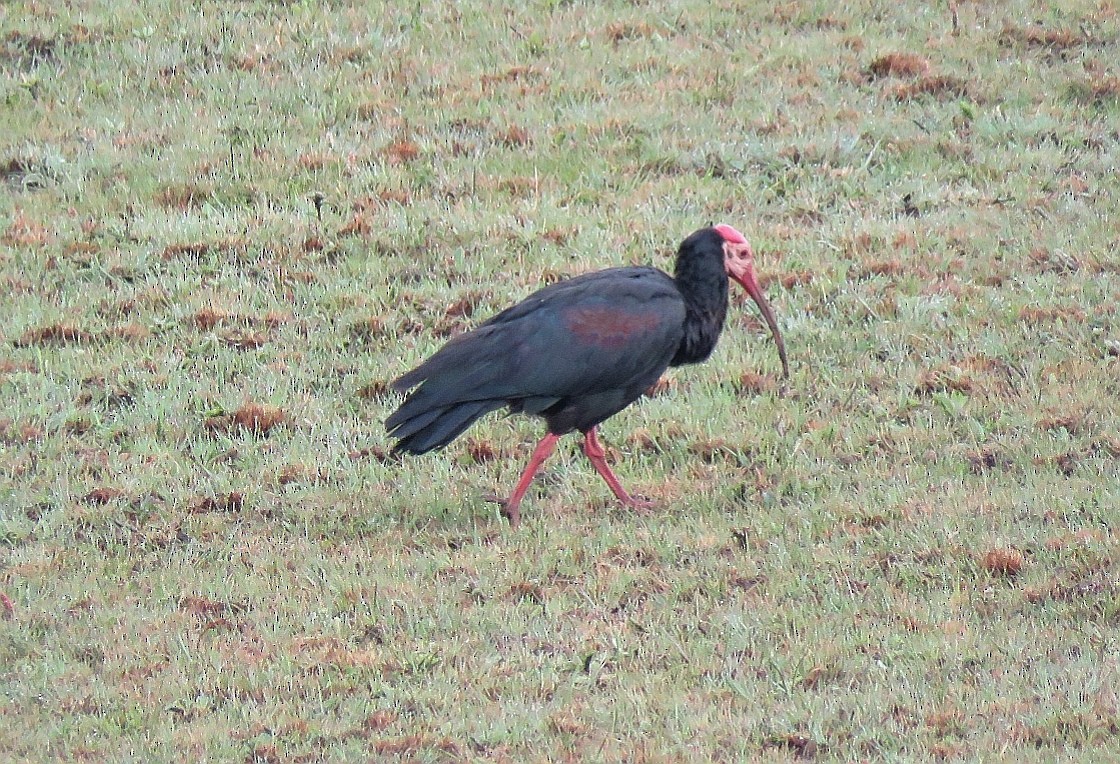 ibis jihoafrický - ML187210611