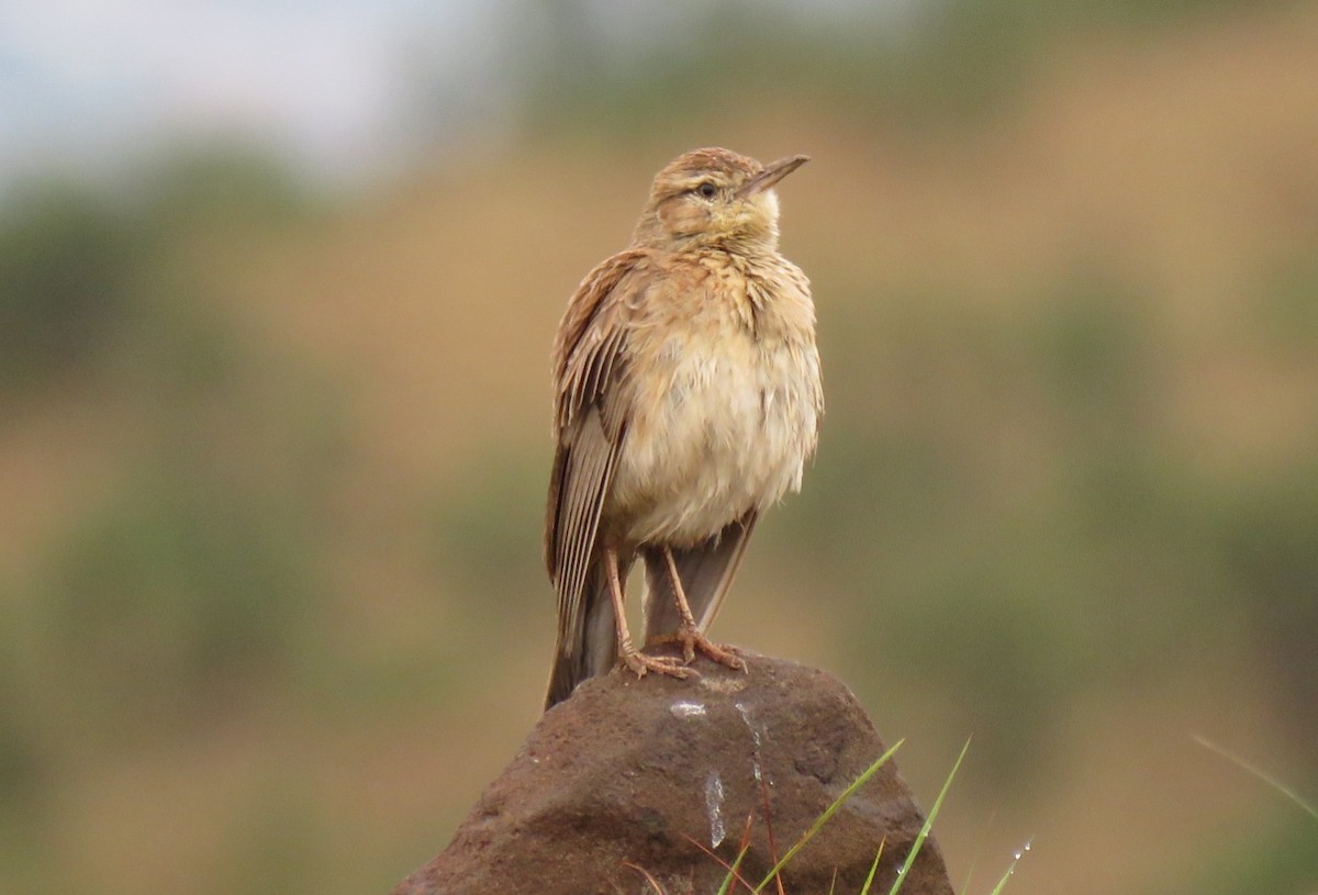 Eastern Long-billed Lark - ML187210621