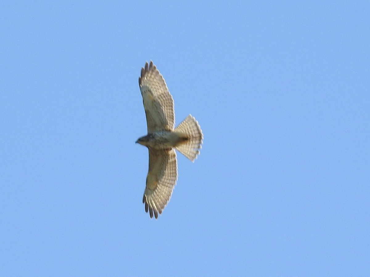 Broad-winged Hawk - ML187210931