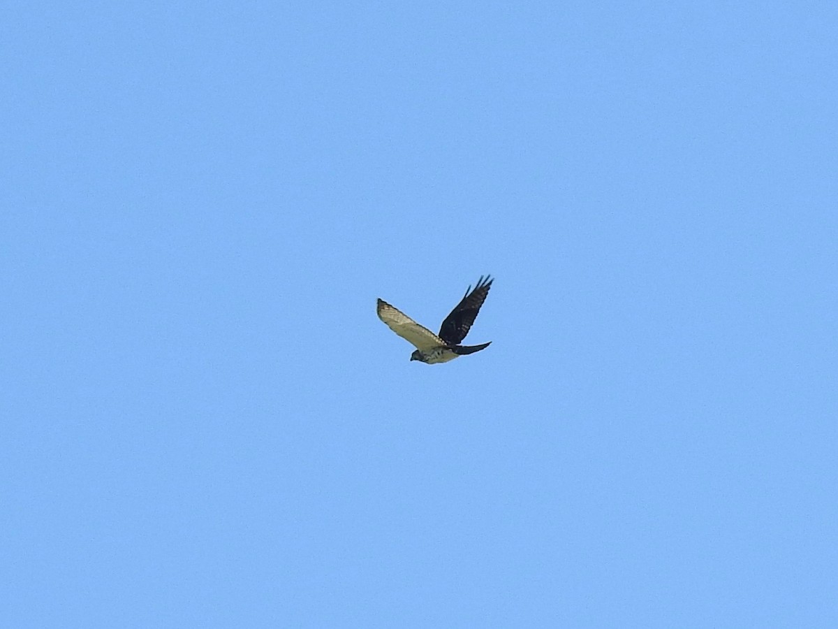 Broad-winged Hawk - ML187210971